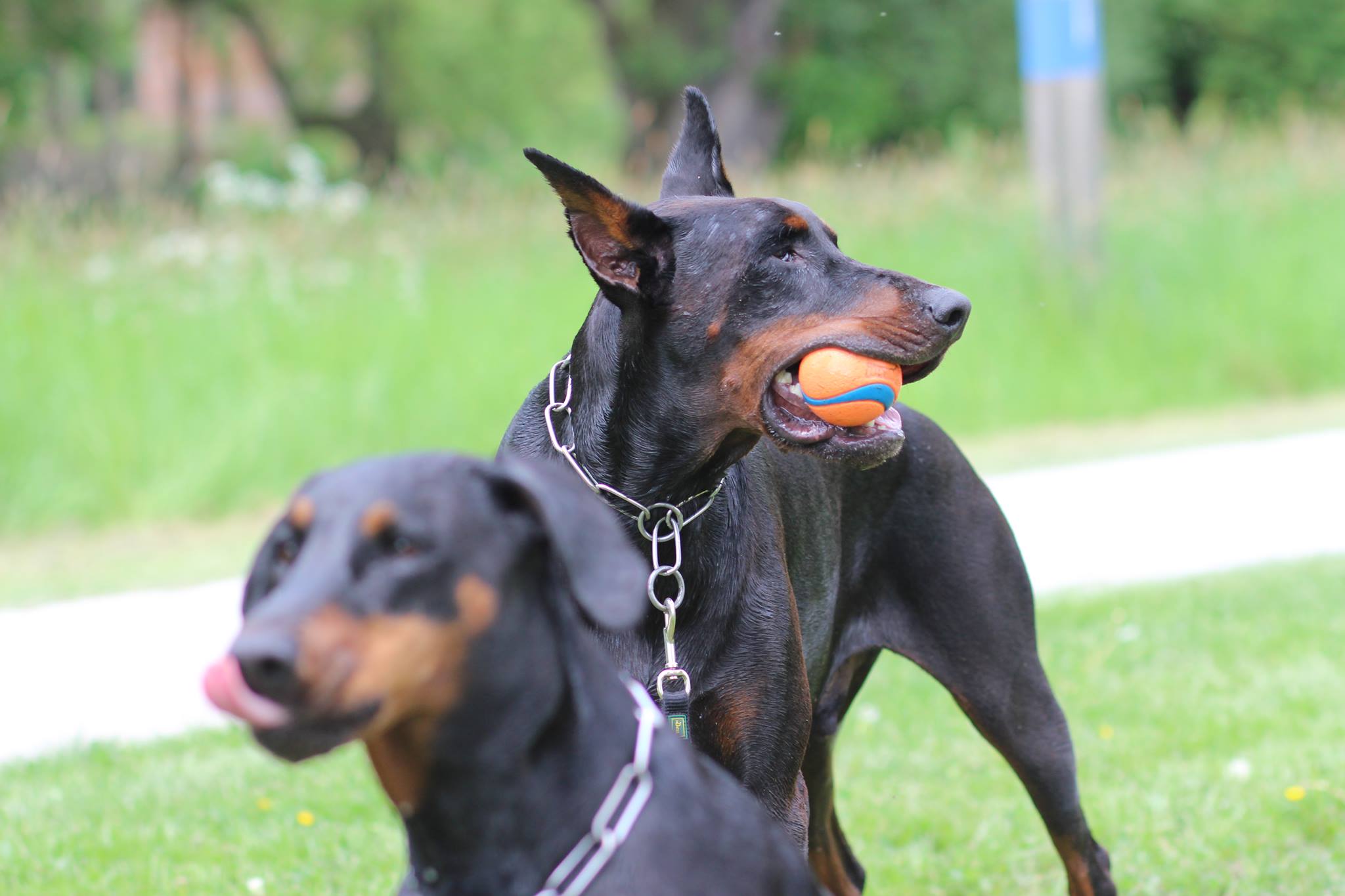 Deniz - Zertifizierter Hundetrainer mit langjähriger Erfahrung